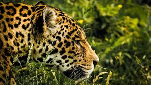 Download lamborghini dark hd wallpaper. 4k Jaguar Wallpaper Uhd 3840 X 2160 Px