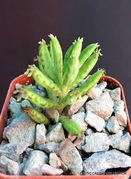 Image result for Bryophyllum tubiflorum