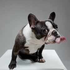 We are not kidding and we've got the proofs: Humorous Animals Cutefunnyanimal Twitter