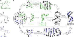 Rna, complex compound of high molecular weight that functions in cellular protein synthesis and replaces dna as a carrier of genetic codes in learn about the structure, types, and functions of rna. Researchers Suggest Rna And Dna Got Their Start From Rna Dna Chimeras