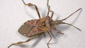 Is That A Stink Bug Or A Western Conifer Seed Bug In My House Western Conifer Seed Bug Stink Bugs Insect Species