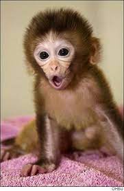 Monkey Princess Monkeyprincess6 Cute Baby Monkey Pet Monkey Baby Animals Funny