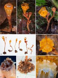 Flower arrangements orchids & plant maintenance for lobby's, hotels, restaurants wedding, parties, events holiday. Thismia Ornata And T Coronata Thismiaceae Two New Species From Sarawak Borneo