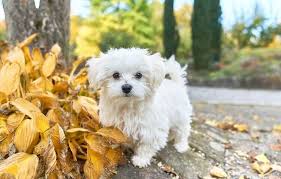 Maltese Terrier Ozellikleri Ve Fiyatlari Mutlu Patiler