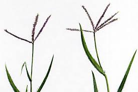 Image result for Cynodon aethiopicus