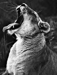 Photographie Lion Rugir Animal Portrait Noir Et Blanc Portrait Noir Et Blanc Photographie Noir Et Blanc Lion Noir Et Blanc