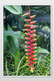 Pokok sepit udang atau nama santifiknya heliconia merupakan sejenis pokok hiasan yang sering ditanam dihalaman. Bunga Heliconia Rostrata Merah Yang Indah Di Taman Menggantung Foto Cakar Lobster Fotografi Jpg Percuma Muat Turun Pikbest