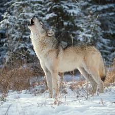 The latest news from wolves. Wolves To Drop From Endangered Species List In U S The New York Times
