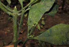 Image result for Craterispermum