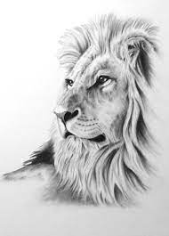 Charcoal Drawing 8 X10 Original Lion Art Lion Drawing Lion Sketch Charcoal Lion Charcoal Sketch African Cat Art Lion Sketch Lion Art Animal Sketches