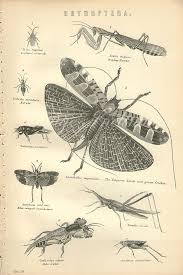 Antique Natural History Print 1890 Insects Woodland Forest Etsy Vintage Insect Prints Insect Art Natural History