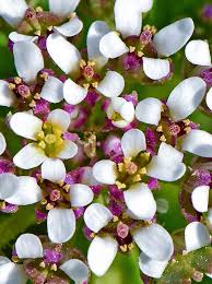 Image result for Oreophyton falcatum