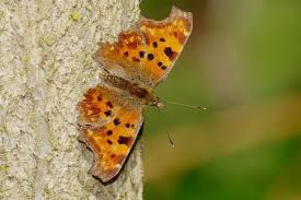 Look Out For Commas Discover Wildlife