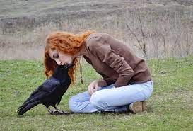 Owning A Raven Is A Lot Of Work In America African Ravens Crows Are Legal To Own I Ve Interacted With C Pet Raven Bird Photography Birds Photography Nature
