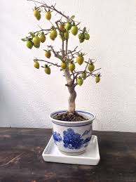 Pin Von Jose Luis Joseph Auf In The Mood For Japan Bonsai Obstbaum Bonsai Baum Bonsai