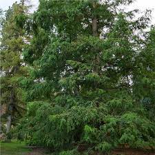 Check spelling or type a new query. Dawn Redwood Tree On The Tree Guide At Arborday Org
