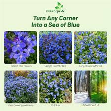 Image result for Anchusa capensis