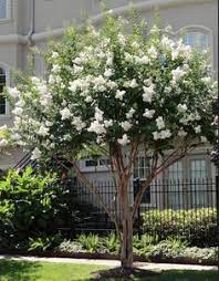 And tall 20 feet or higher. 27 Best Crepe Myrtle Trees Ideas Crepe Myrtle Trees Crepe Myrtle Myrtle