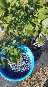 Yaban mersini lezzetleri yıldızlı mah. Trakya Yaban Mersini Blueberry Home Facebook