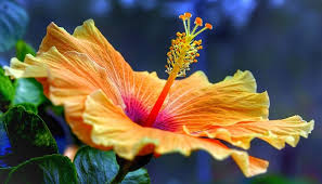 Flowering plants like the hibiscus have two main systems: Hibiscus Flower Meaning Symbolism And Colors
