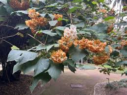 Image result for Dombeya burgessiae