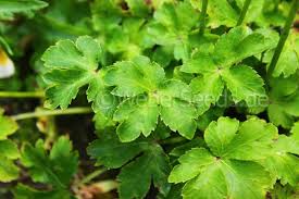 Image result for Sanicula elata