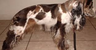 Parti American Cocker Spaniel Black And White American Cocker Spaniel Information And Pictures American Cocker Spaniel Cocker Spaniel Spaniel