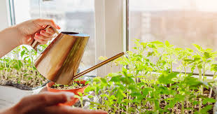 Как правильно подкормить помидоры для получения богатого урожая