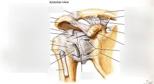 The shoulder joint is the connection between the chest and the upper extremity. Anterior View Of Right Shoulder Joint Lab 10 Diagram Quizlet