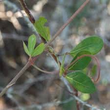 Image result for Rhoicissus digitata