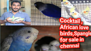Spangal African Love Birds Cocktail For Sale In Chennai In Tamil Youtube