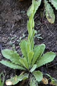 Image result for Turritis glabra