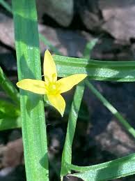 Image result for Hypoxidaceae