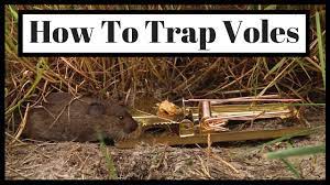 Check spelling or type a new query. How To Trap Voles Out Of Your Yard Or Garden Youtube