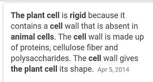 We did not find results for: The Plant Cells Are More Rigid Thananimal Cells Due To Brainly In
