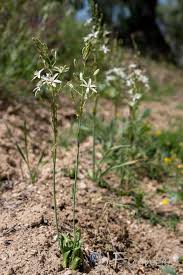 Image result for Ornithogalum flexuosum