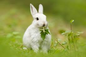 Lepus europeanuseste este iepurele de camp. Iepurii Mamifere Cu Urechi Lungi Nature Time