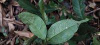 Image result for Gnetum africanum