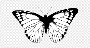 Draw the edges of the parts that are colored orange. Monarch Butterfly Drawing White Butterfly Blue Brush Footed Butterfly Monochrome Png Pngwing