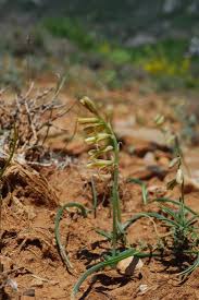 Image result for Dipcadi viride