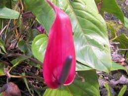 Tulip Anthurium Anthurium Potting Soil Trees To Plant