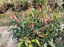 Prune clematis for shape at this time, removing up to one third of the plant, if needed. Clematis Armandii Apple Blossom Taylors Clematis
