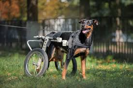 Image result for invalid dog wheelset