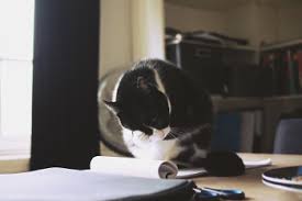 Leider mussten wir lange auf. Katzenurin Fleck Und Geruch Vom Sofa Entfernen Teil 2 Tiptop Polsterreinigung