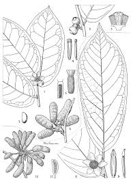 Image result for Uvaria angolensis