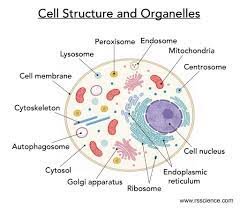 However, there are some organelles (such as lysosomes are small, spherical organelles that are packed full of digestive enzymes. Cell Organelles And Their Functions Rs Science