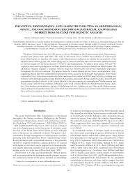 Image result for Helichrysum maranguense