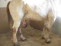 Database Record Viewer | Horse Side Vet Guide