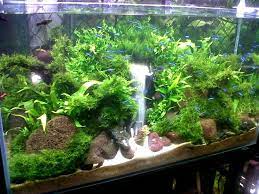 Apakah Anda Pernah Lihat Aquarium Yang Didalamnya Ada Air Terjun Mungkin Anda Akan Sangat Heran Kog Bisa Ada Air T Ikan Akuarium Aquascaping Planted Aquarium