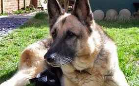 Mystra shepherds is licensed by the town of watertown, ct. German Shepherd Degenerative Myelopathy Ufaw